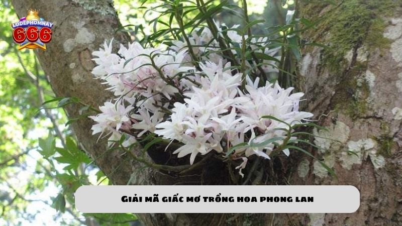 Ngủ mơ thấy hoa phong lan đánh số gì? Ý nghĩa giấc mơ hoa phong lan