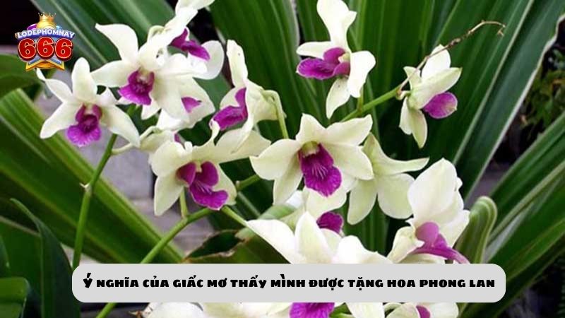 Ngủ mơ thấy hoa phong lan đánh số gì? Ý nghĩa giấc mơ hoa phong lan