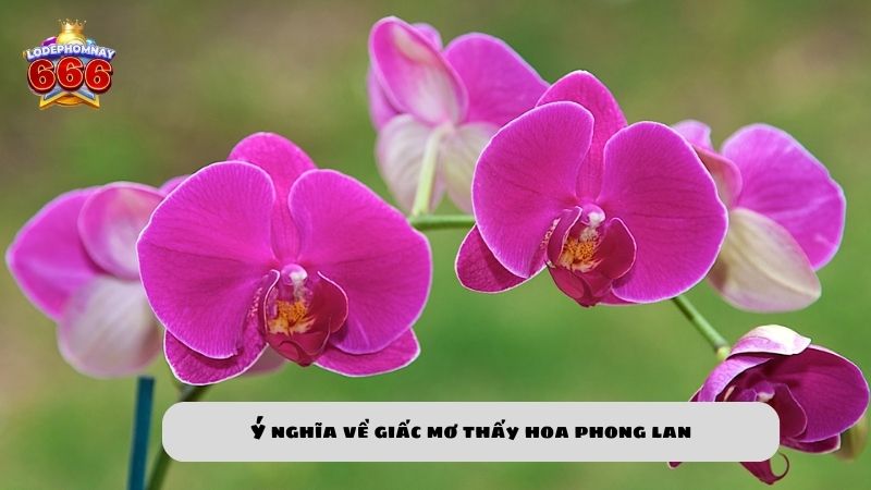 Ngủ mơ thấy hoa phong lan đánh số gì? Ý nghĩa giấc mơ hoa phong lan