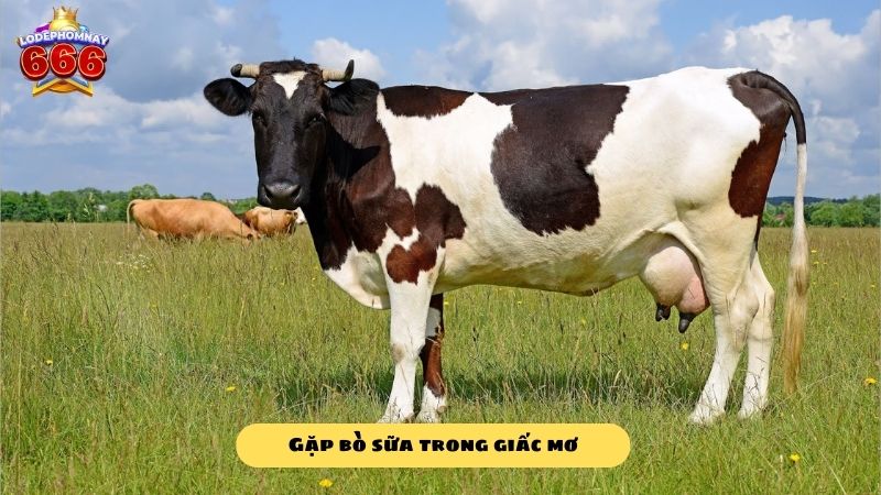 Những điều cần biết về giấc mơ gặp bò - Mơ thấy bò đánh lô đề con gì?