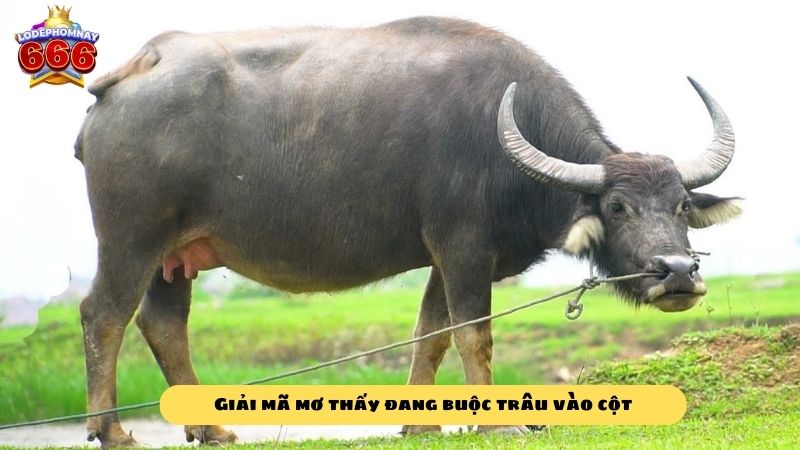 Điềm báo giấc mơ thấy trâu? Mơ thấy trâu đánh lô đề con gì để có cơ hội trúng