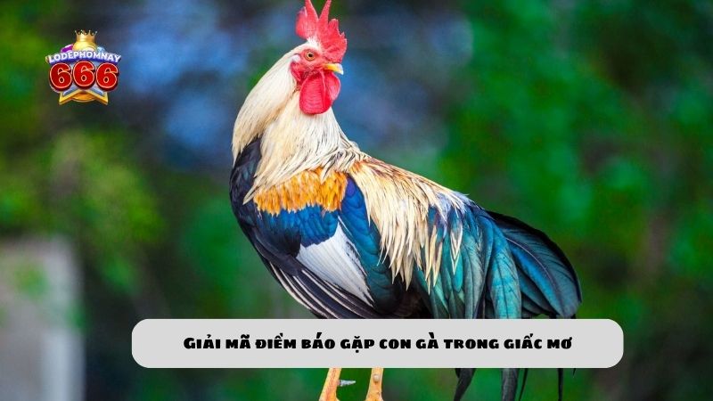 Mơ thấy con gà đánh số gì? Tìm hiểu ý nghĩa và điềm báo thấy con gà trong giấc mơ Mơ thấy con gà đánh số gì? Tìm hiểu ý nghĩa và điềm báo thấy con gà trong giấc mơ