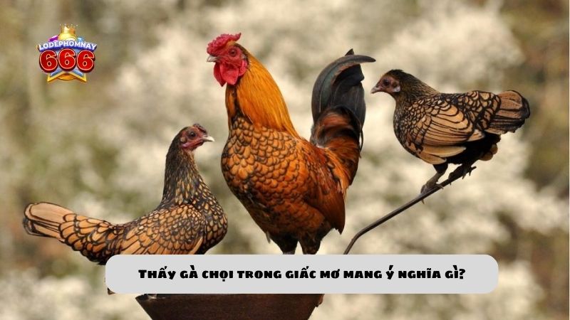 Mơ thấy con gà đánh số gì? Tìm hiểu ý nghĩa và điềm báo thấy con gà trong giấc mơ