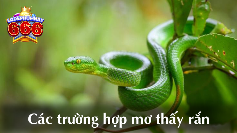 Giải mã giấc mơ thấy rắn & lô đẹp hôm nay – con số may mắn dự đoán