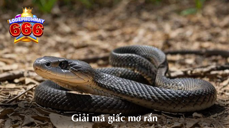 Giải mã giấc mơ thấy rắn & lô đẹp hôm nay – con số may mắn dự đoán